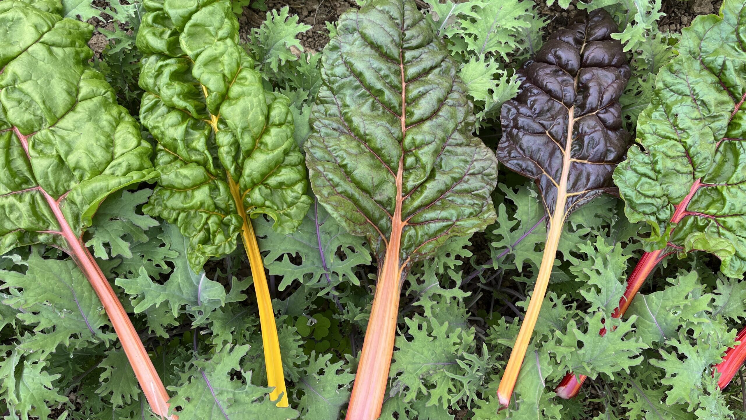 A variety of colorful produce lined up on a bed of greens
