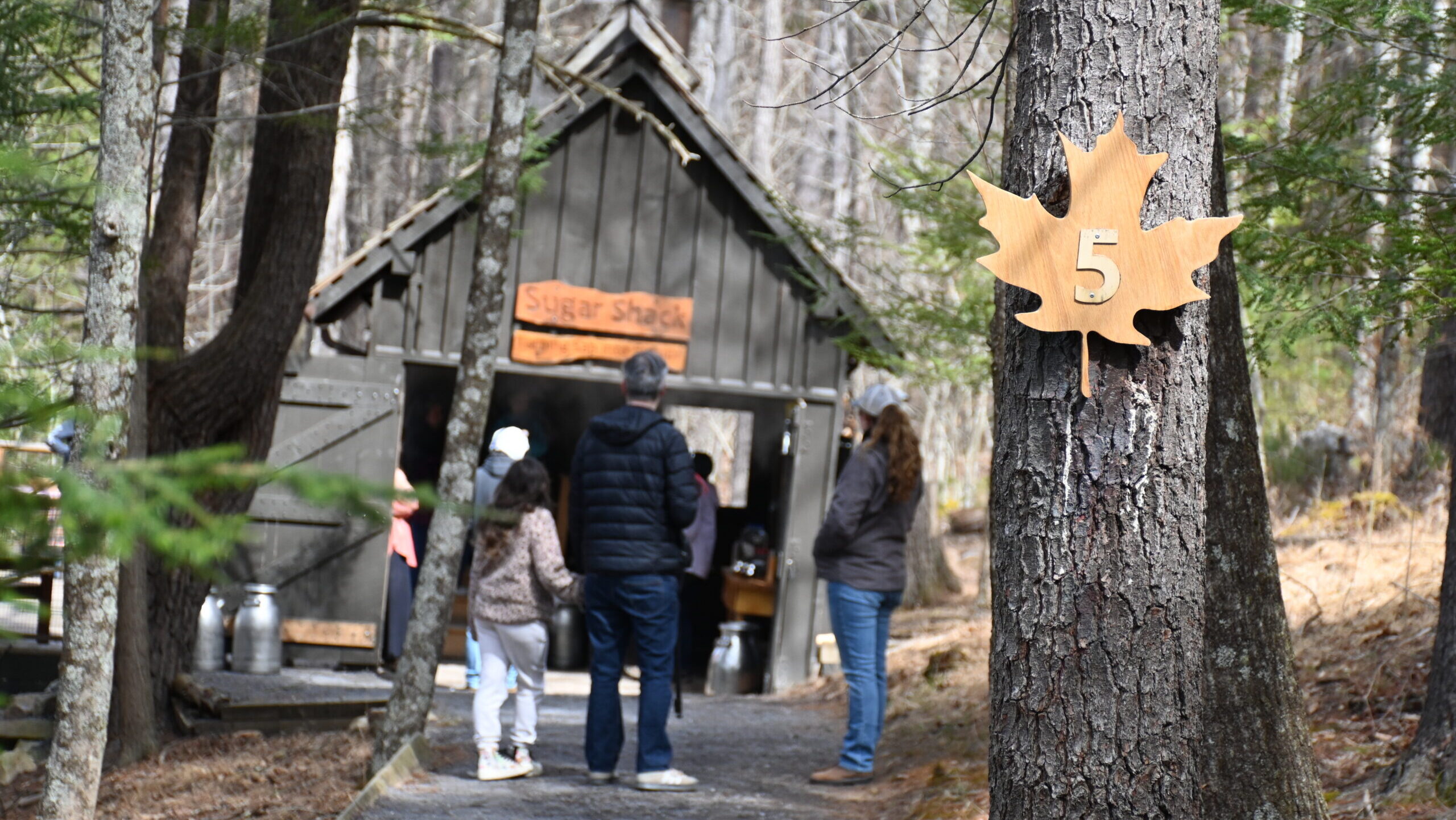 A tree with a wooden maple leaf with the number 5 on it is in the foreground. Blurred in the background is a group of people gathered around a shed in the woods