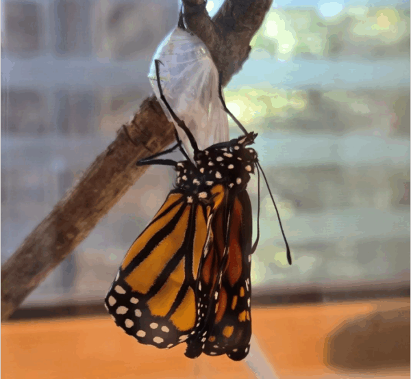 A monarch butterfly removes itself from its cocoon