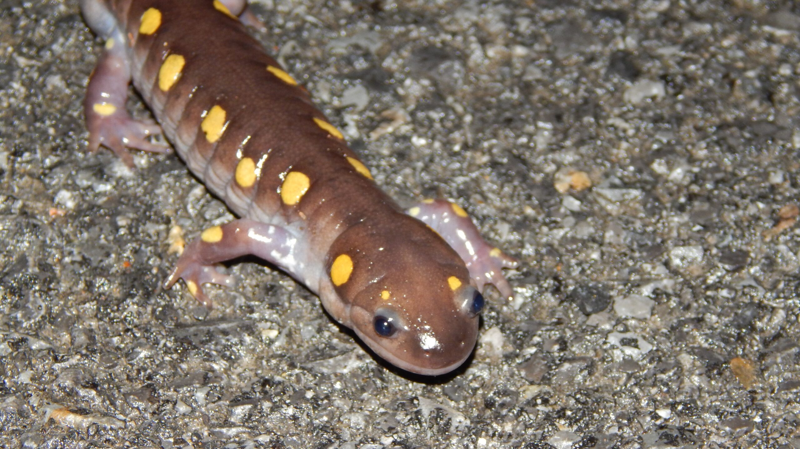 Close up of a brown-ish salamander with bright yellow spots.