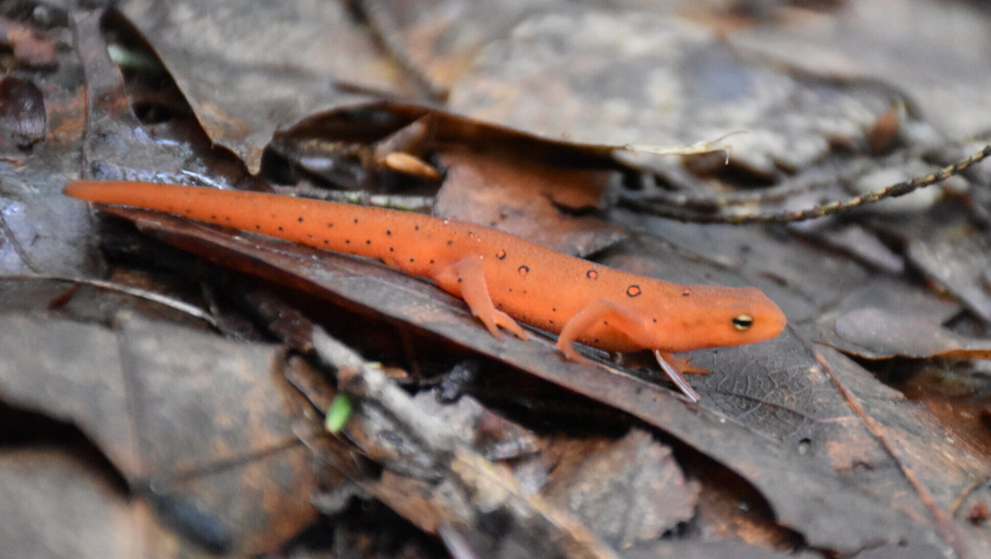 A small orange salamander stands upon brown leaves.