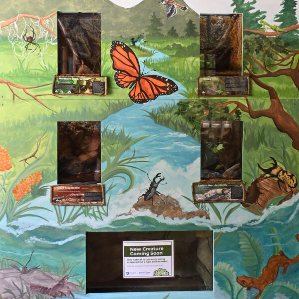 Invertebrate exhibit mural