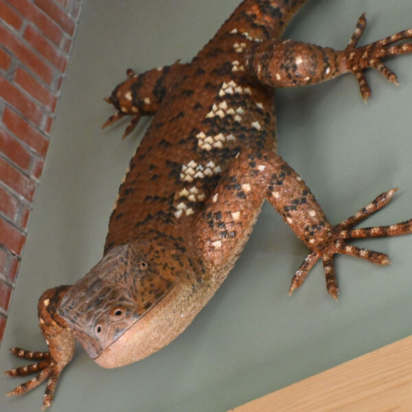 Northern fence lizard model