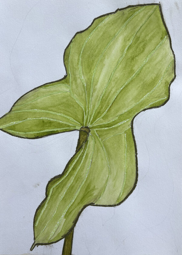 A watercolor painting of a broadleaf arrowhead leaf.
