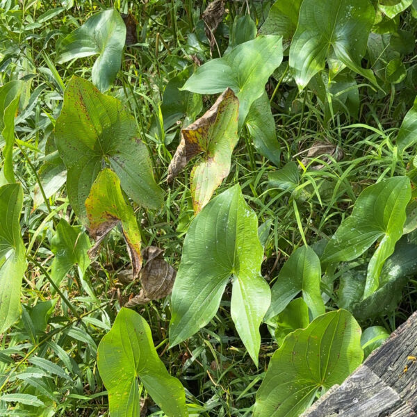 Broadleaf arrowhead growing alongside a boardwalk in a wetland area.