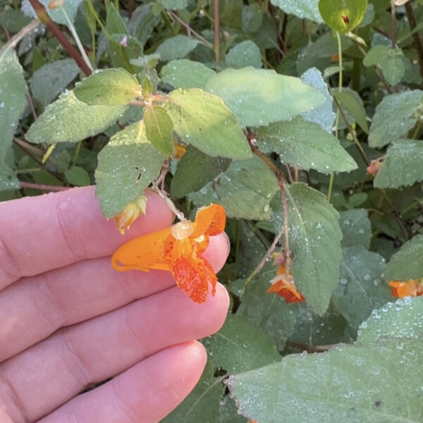 A common jewelweed flower rests on human fingertips. The flower is bright orange.