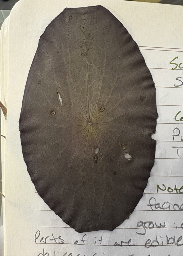 A dried watershield leaf pressed in a nature journal.