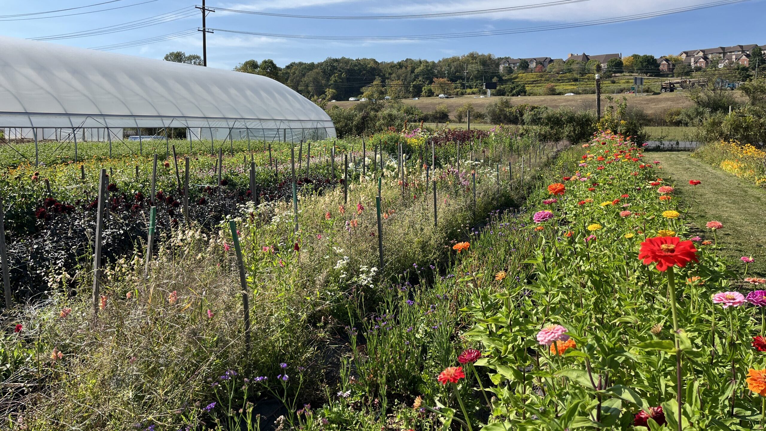 Community Nature Journaling