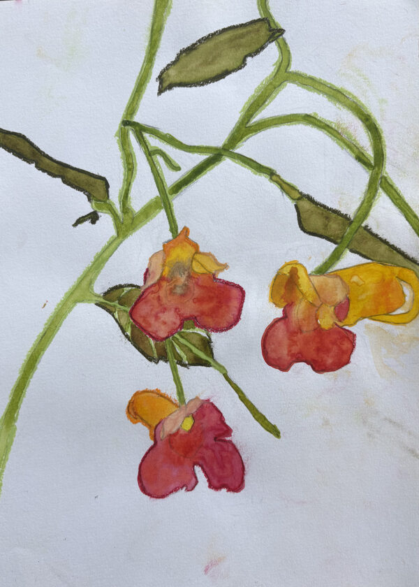 A paster sketch of Jewelweed.