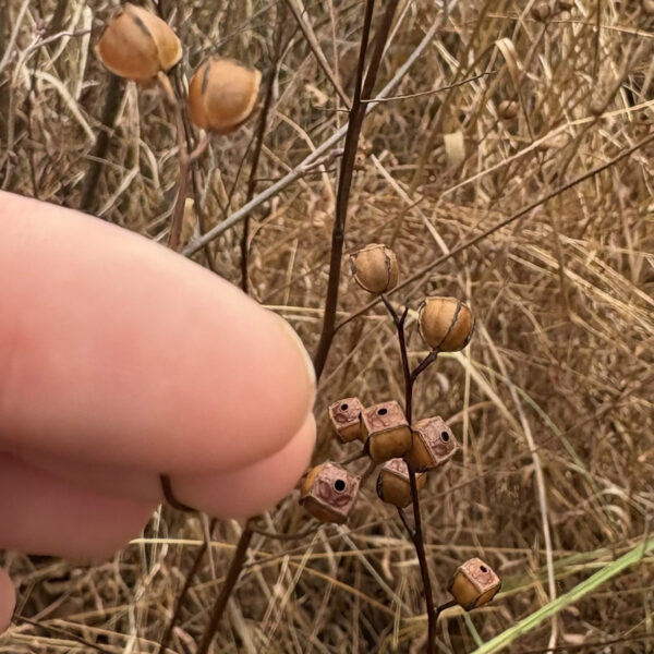 Seedbox seeds with a human finger in the picture for scale. The seed is about one quarter of the size of a human thumbnail.