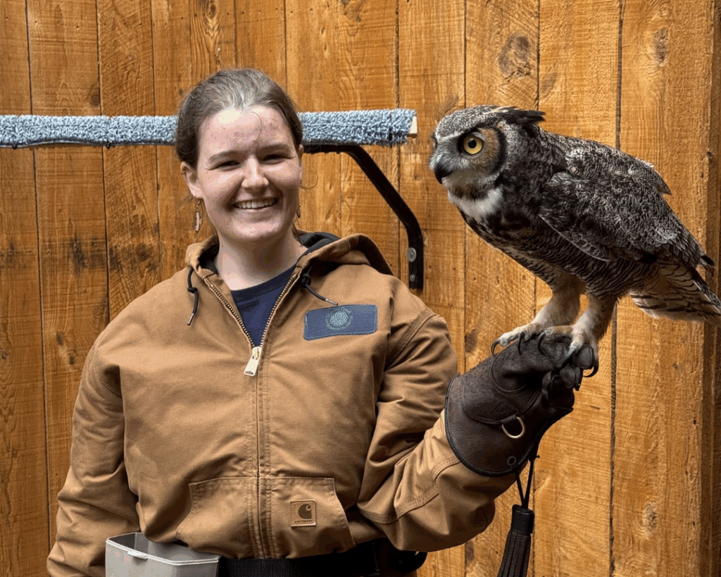 Mara training Sunny, our resident Great-horned owl