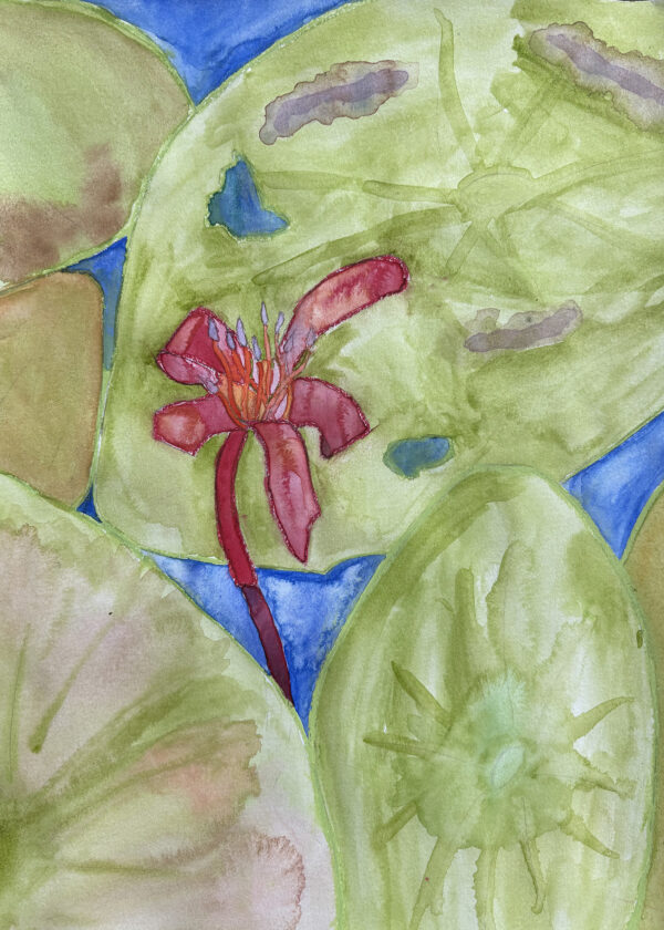 A watercolor painting of watershield leaves floating in the water.