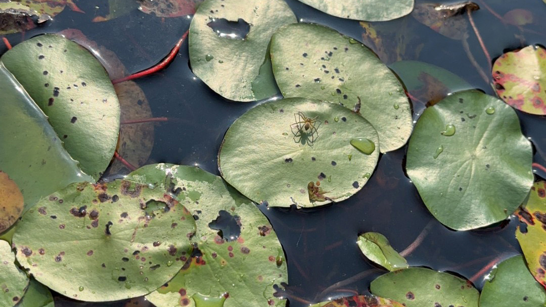 watershield floating on the surface of a pond