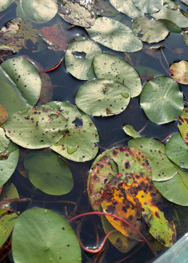 watershield floating on the surface of a pond