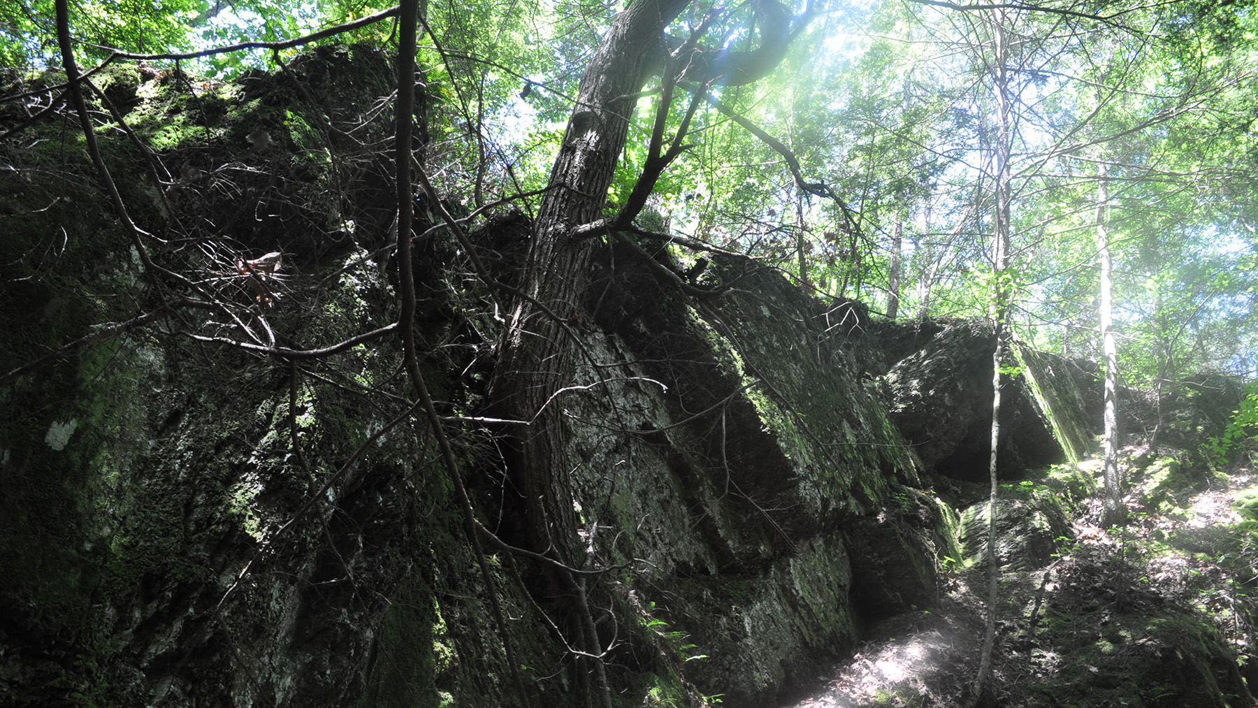 Light from the forest filters down to a limestone cliff above a small creek.