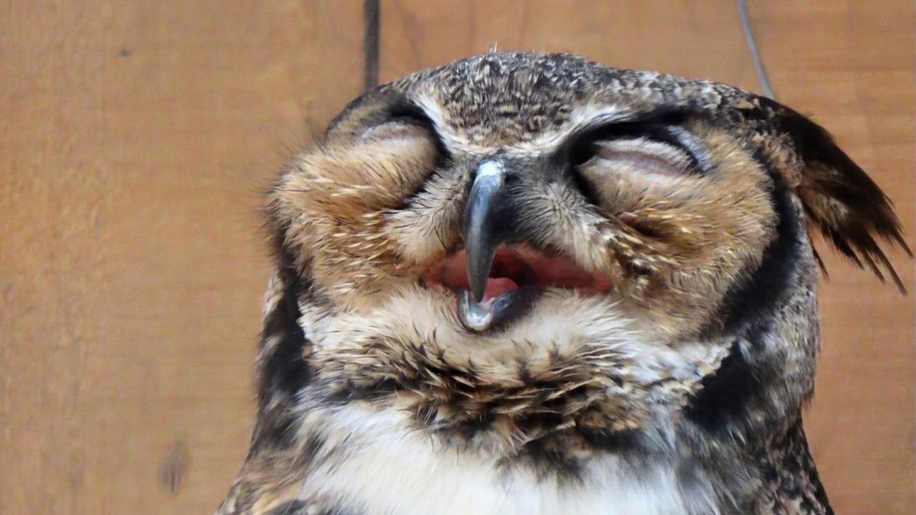 Owltober Activities