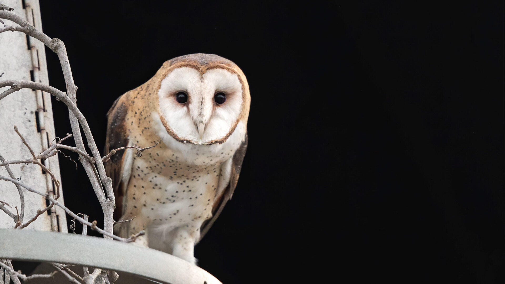 Owl Prowl
