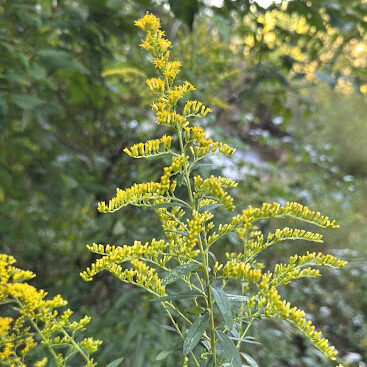 goldenrod