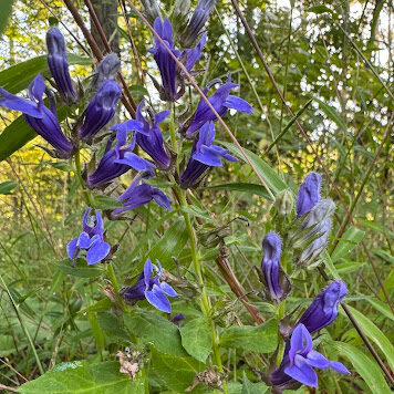 great blue lobelia