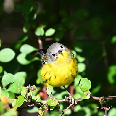magnolia warbler