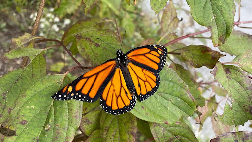 butterfly