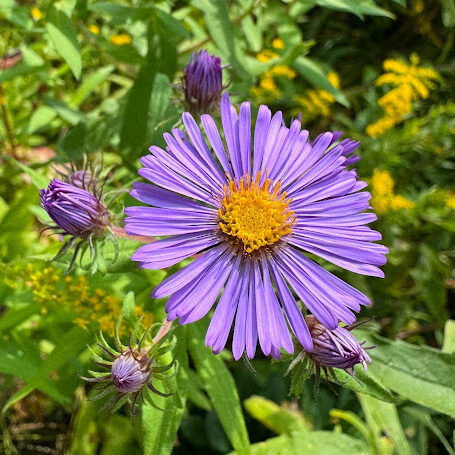 new england aster