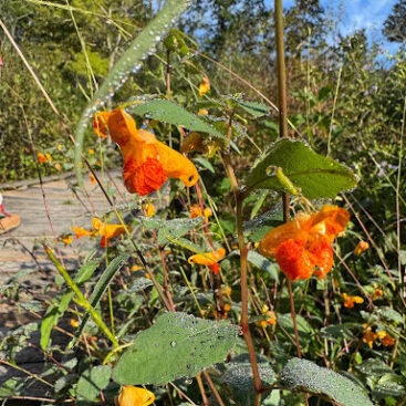 orange jewelweed
