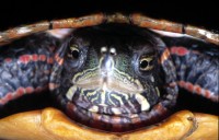 0easternpaintedturtle