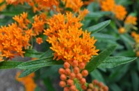 Butterflyweed