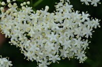 Elderberrycloseup