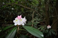 Rhododendron01