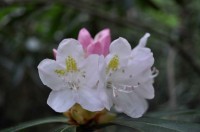 Rhododendron02
