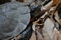 Woodturtle