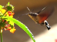 Hummingbird-hawk-moth