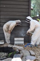 Bees02