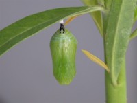 Monarch_pupa