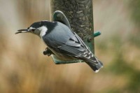 Wbnuthatch2