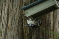 Downywoodpecker