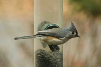 Tuftedtitmouse