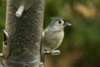 Tuftedtitmouse2