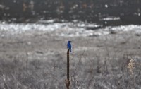Bluebird02
