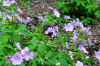 Wildgeranium