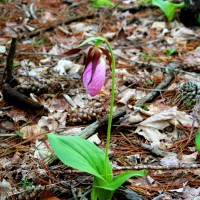 Ladyslipper1