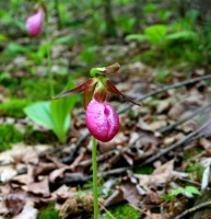 Ladyslipper2