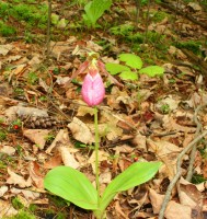 Ladyslipper3