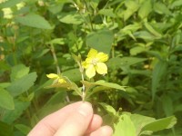 Fringed_loosestrife