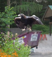 Eagle_dumpster