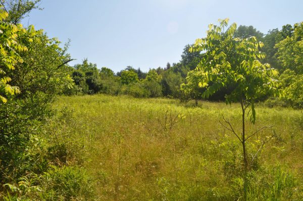 Blue Bird Meadow