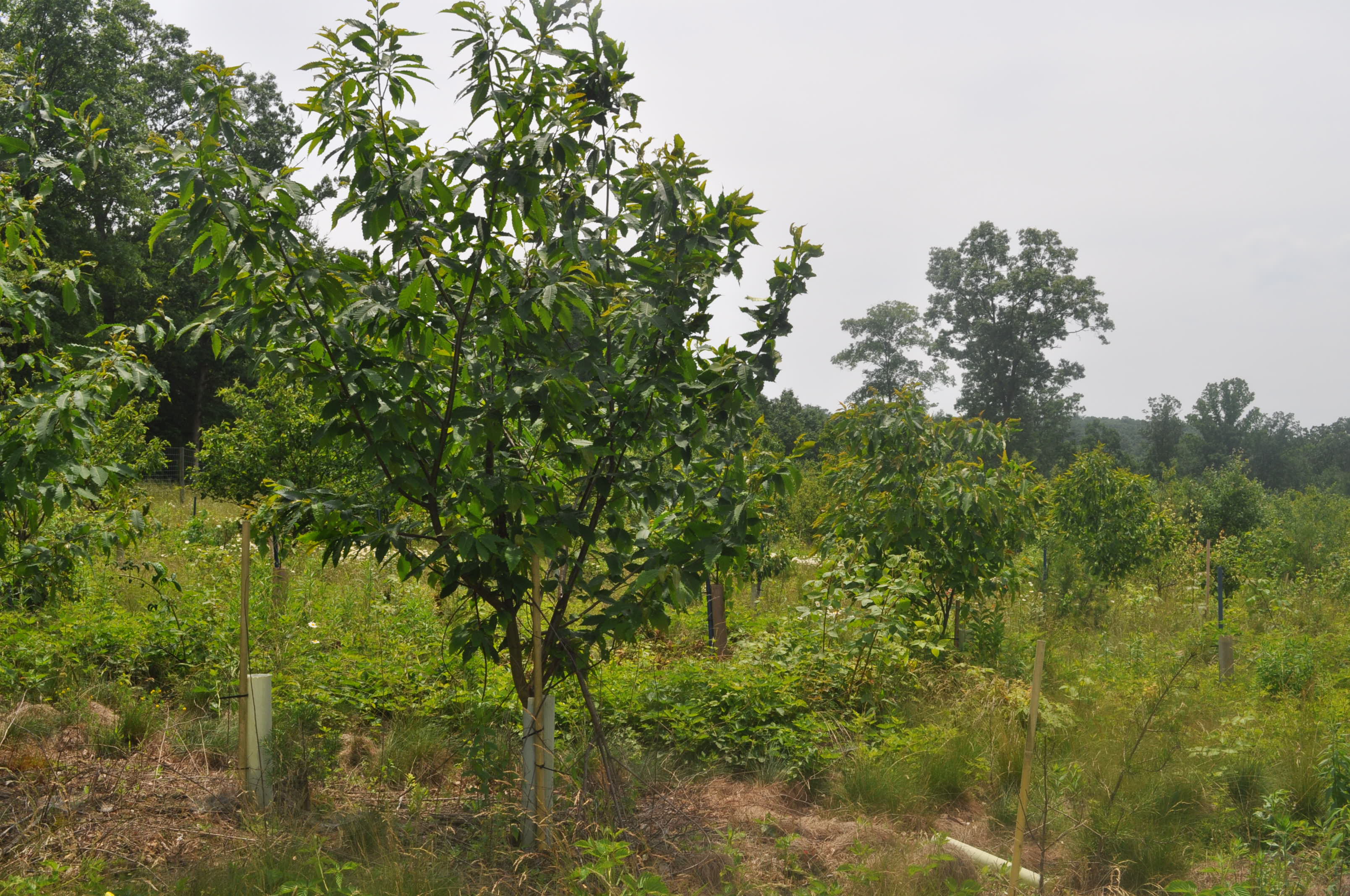 Chestnut Plantation
