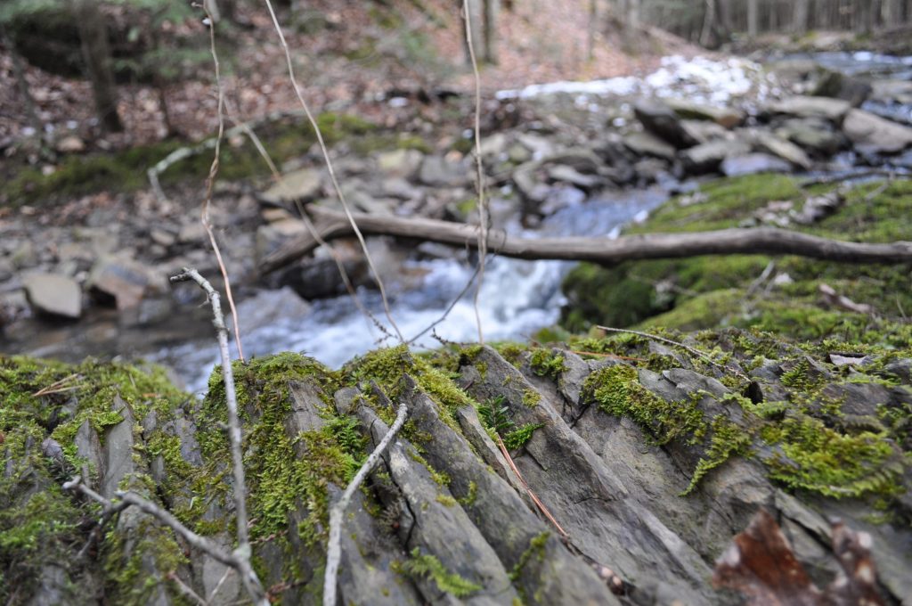 Moss on a boulder near a creek